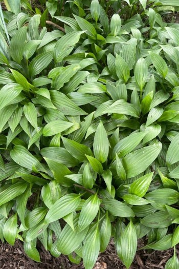 Хоста ланцетолистная | Хоста ланцетолиста | Hosta lancifolia